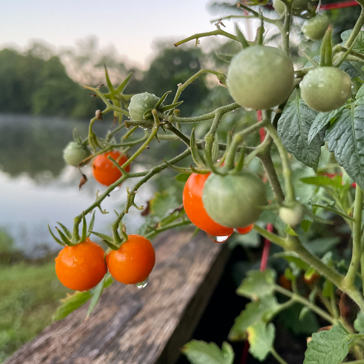 Area 2 Farms Garden Party