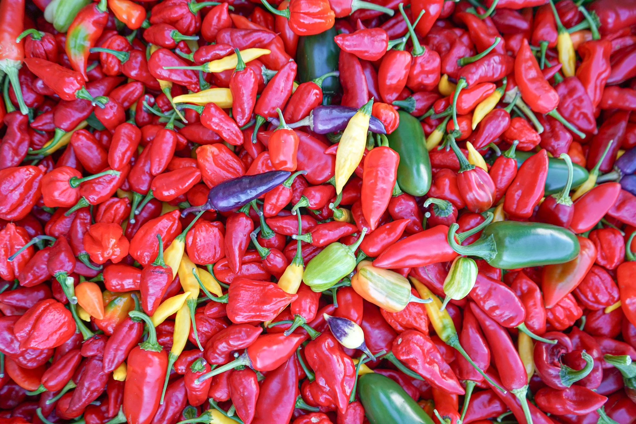 Kitchen Staple Peppers