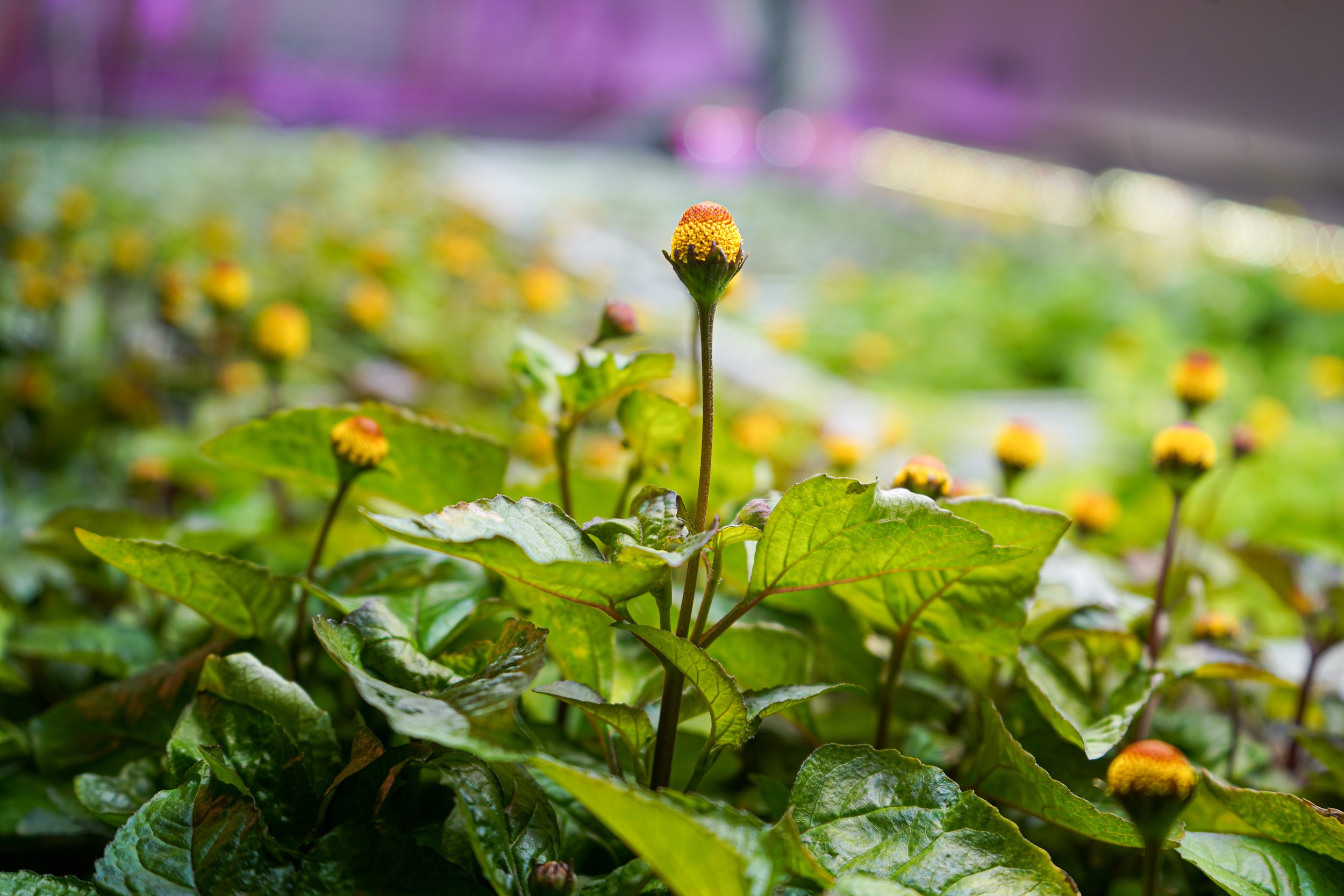 Electric Daisy (Specialty Seedling)