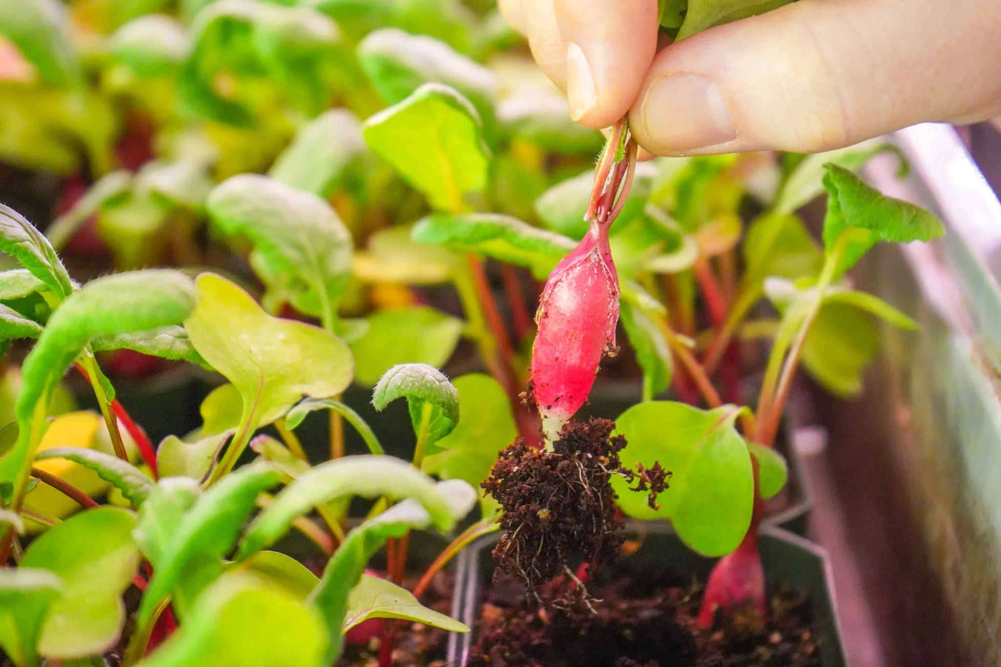 Community Support Agriculture (CSA) Explained — Area 2 Farms