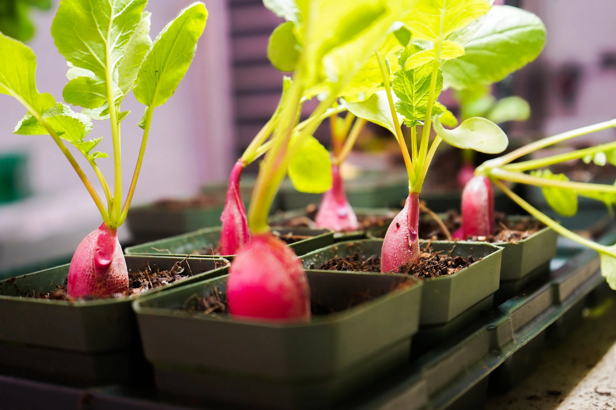 organic radishes growing at local farm
