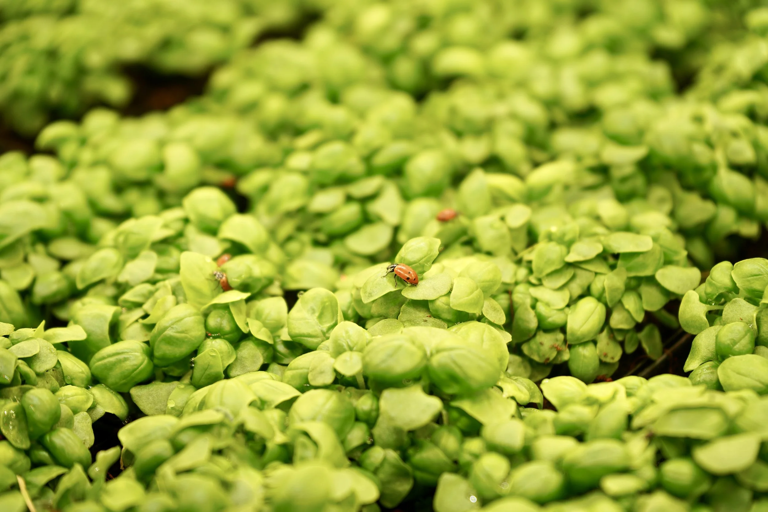 ladybugs on basil.JPG