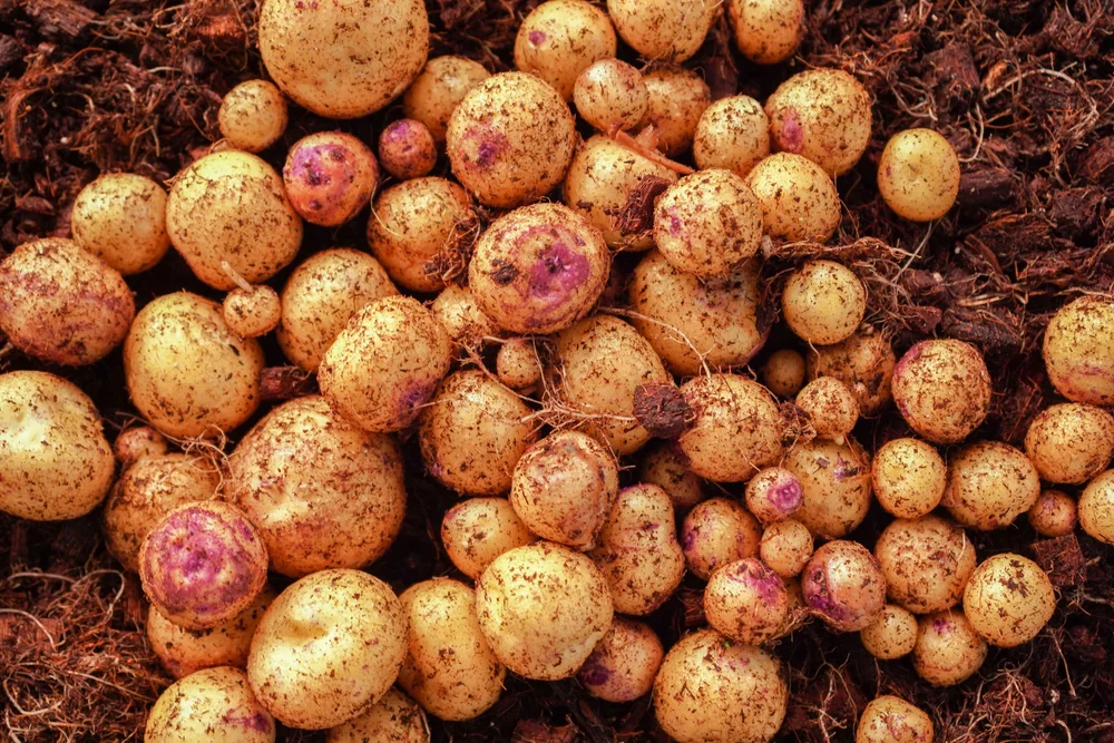 Steps for planting and caring for tubers