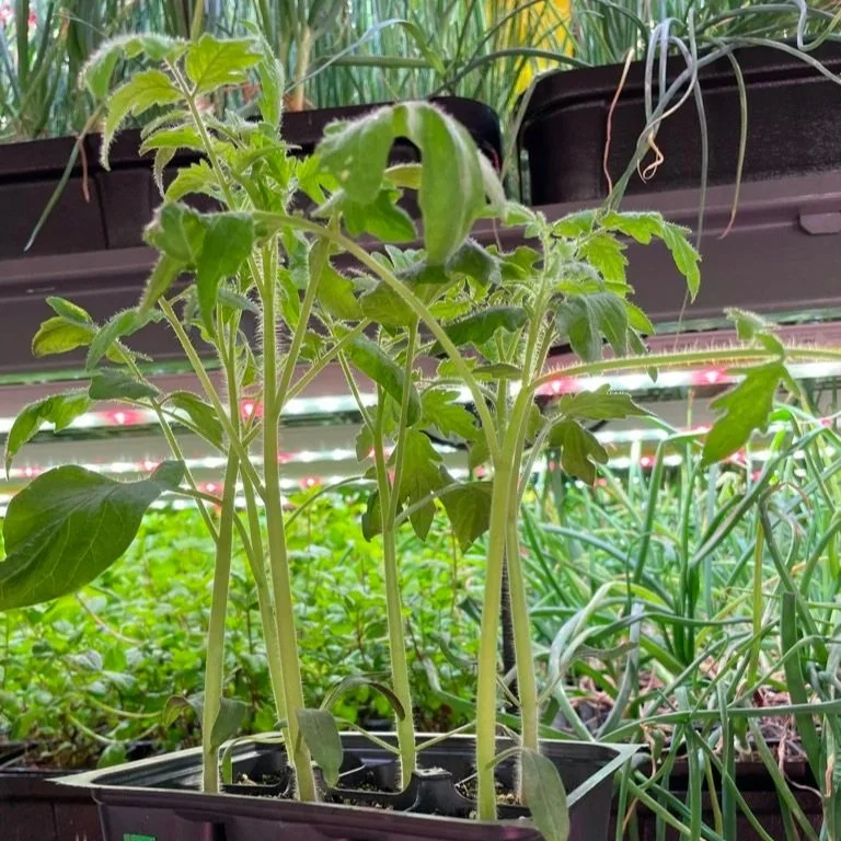 Area 2 Farms tomato seedlings