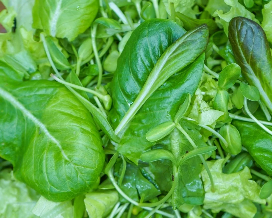 Chlorophyll — Area 2 Farms