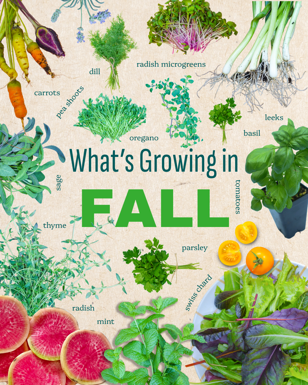 Fall harvest at Area 2 Farms in Arlington, VA.