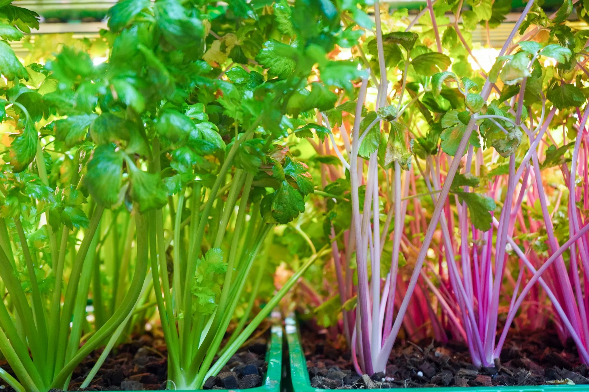 Pink and green celery growing.