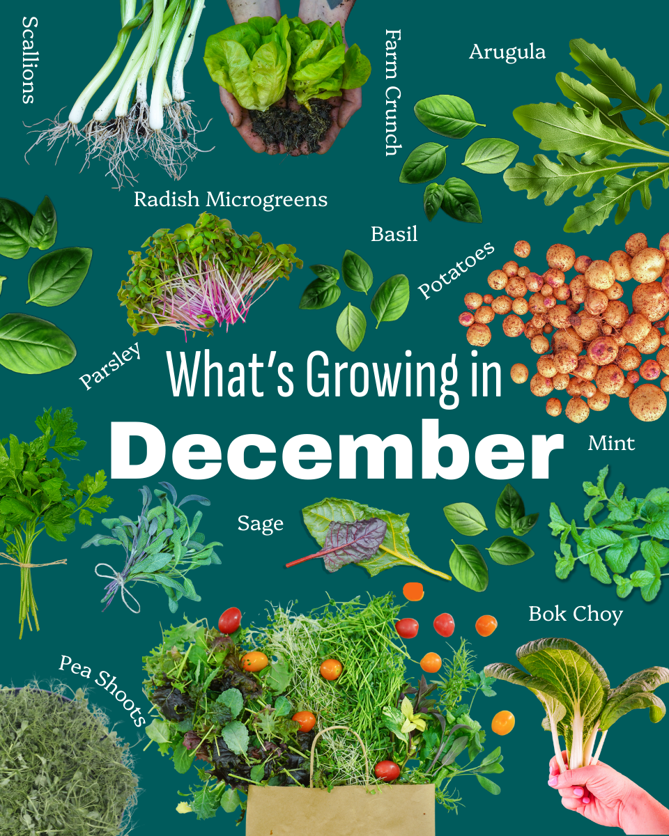 What's growing in November (3).png