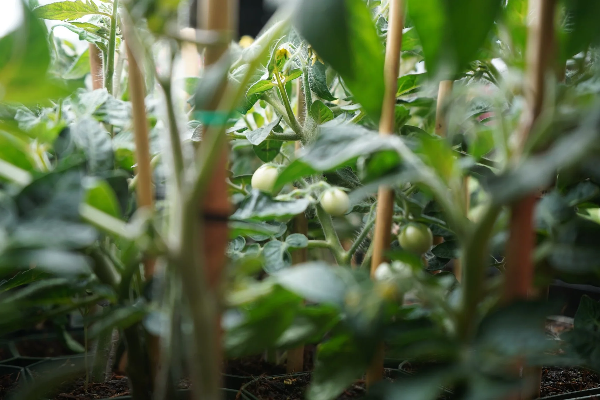 Gooseberry (Specialty Seedling)