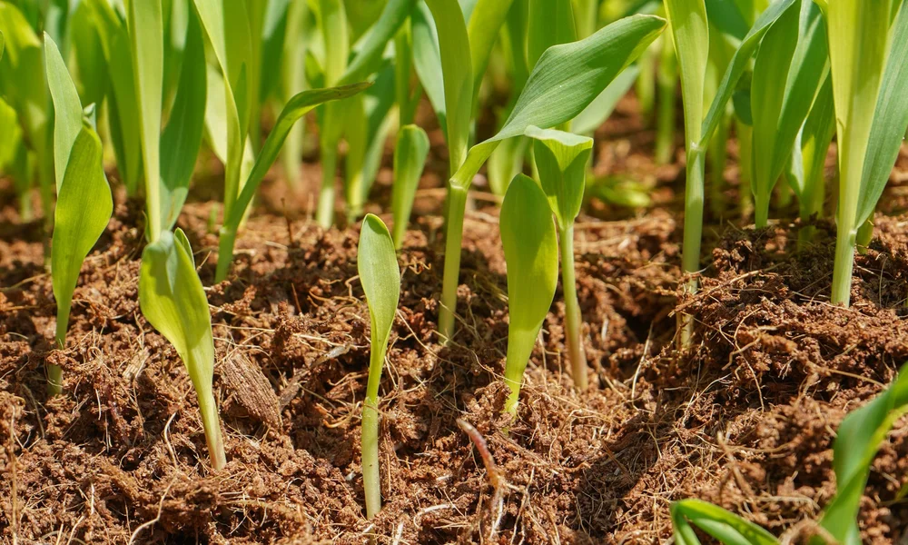 Monocots vs. Dicots: A Botanical Distinction Explored — Area 2 Farms