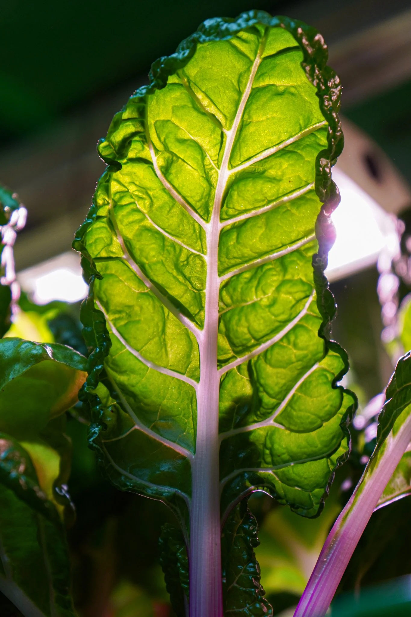 Greens (Starter Pack)