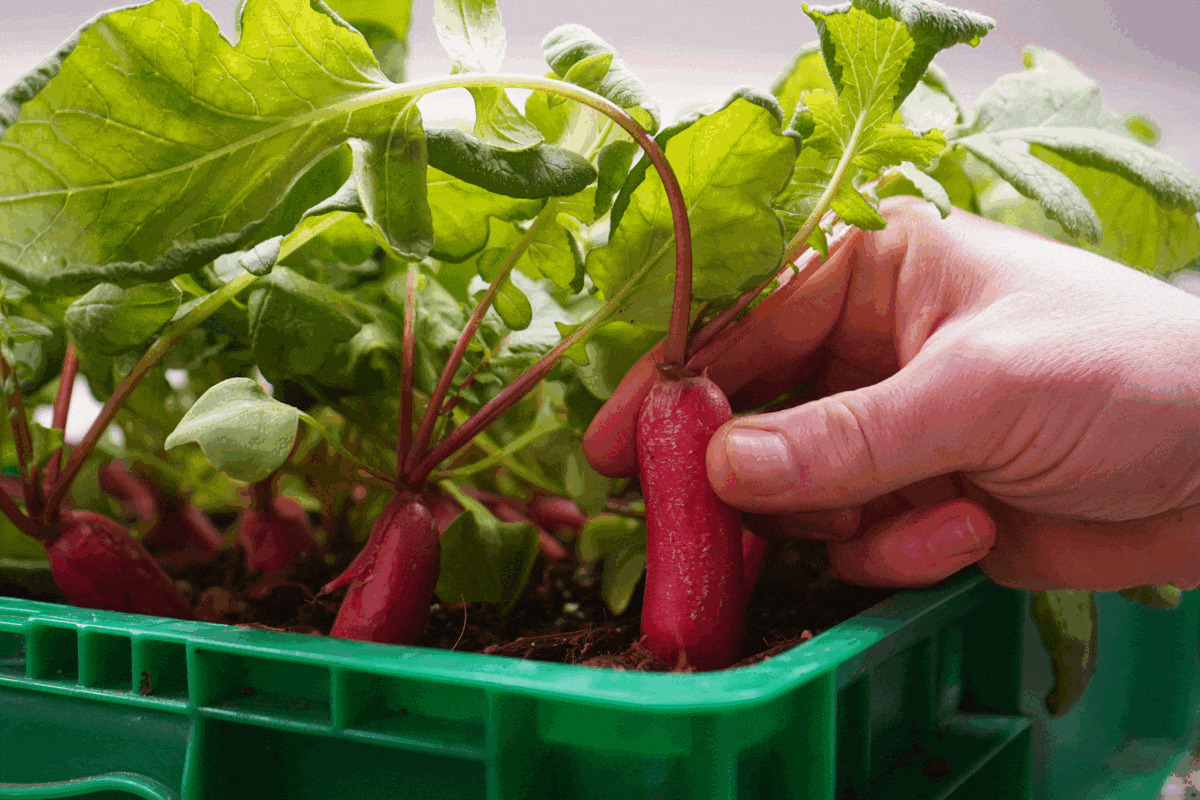 fresh radishes, how to store