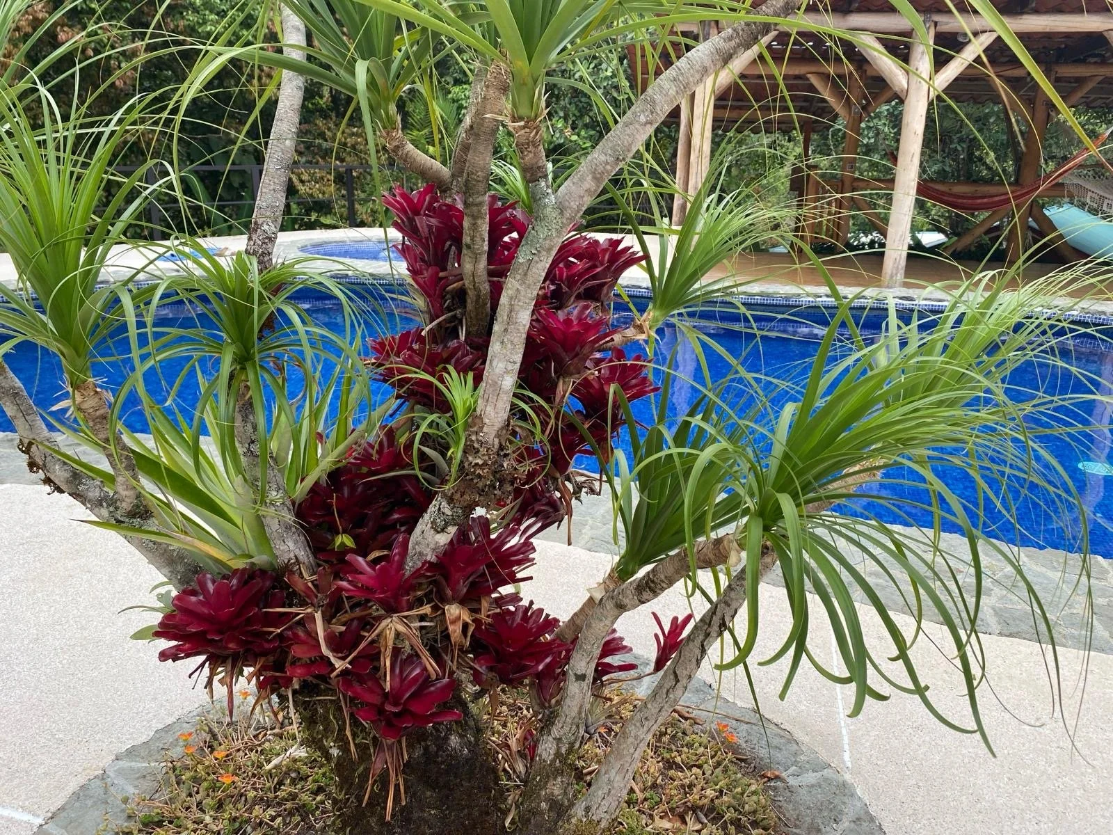 Tropical plant with green leaves and red bromeliad flowers near a swimming pool, surrounded by wooden structures and hammock.