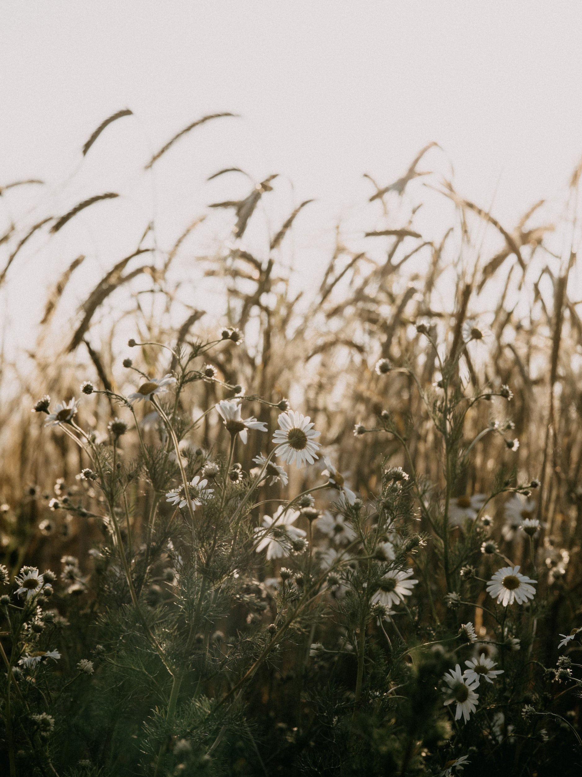 unsplash-image-Tur756ZDdd8.jpg