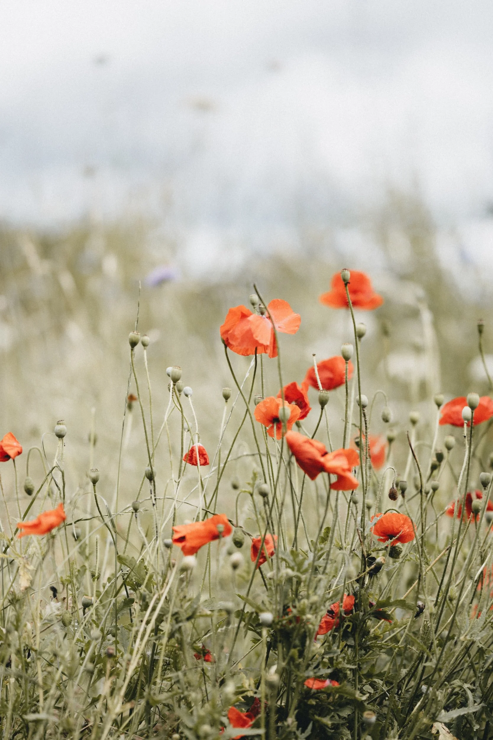 unsplash-image-WOB4jXoTuGw.jpg