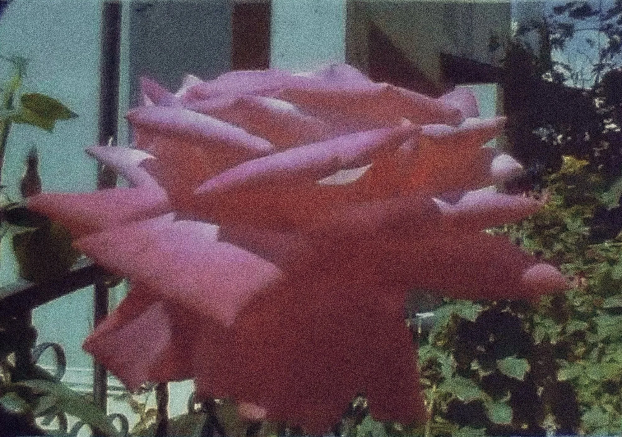 Roses62.jpg