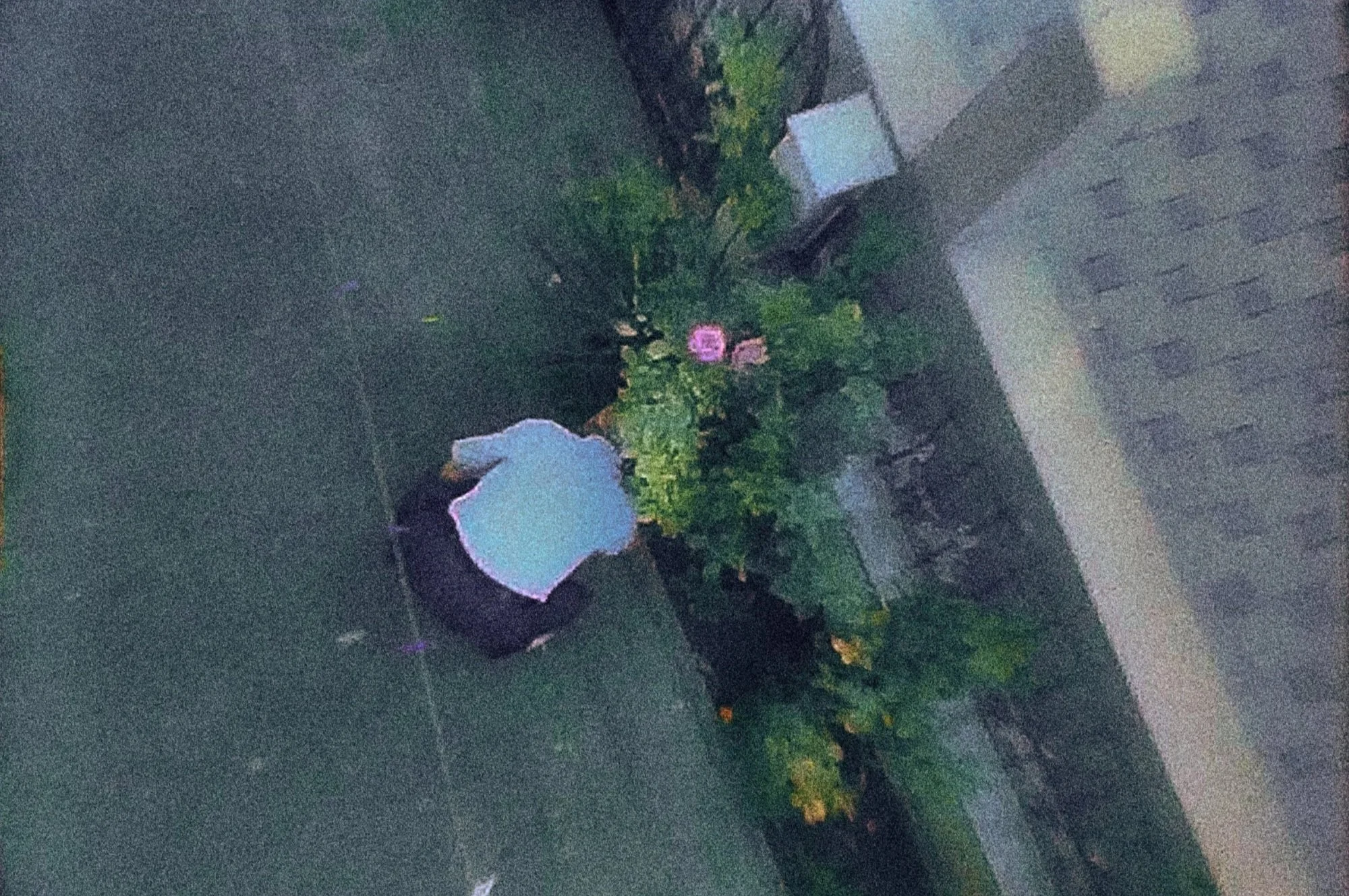 Roses56.jpg