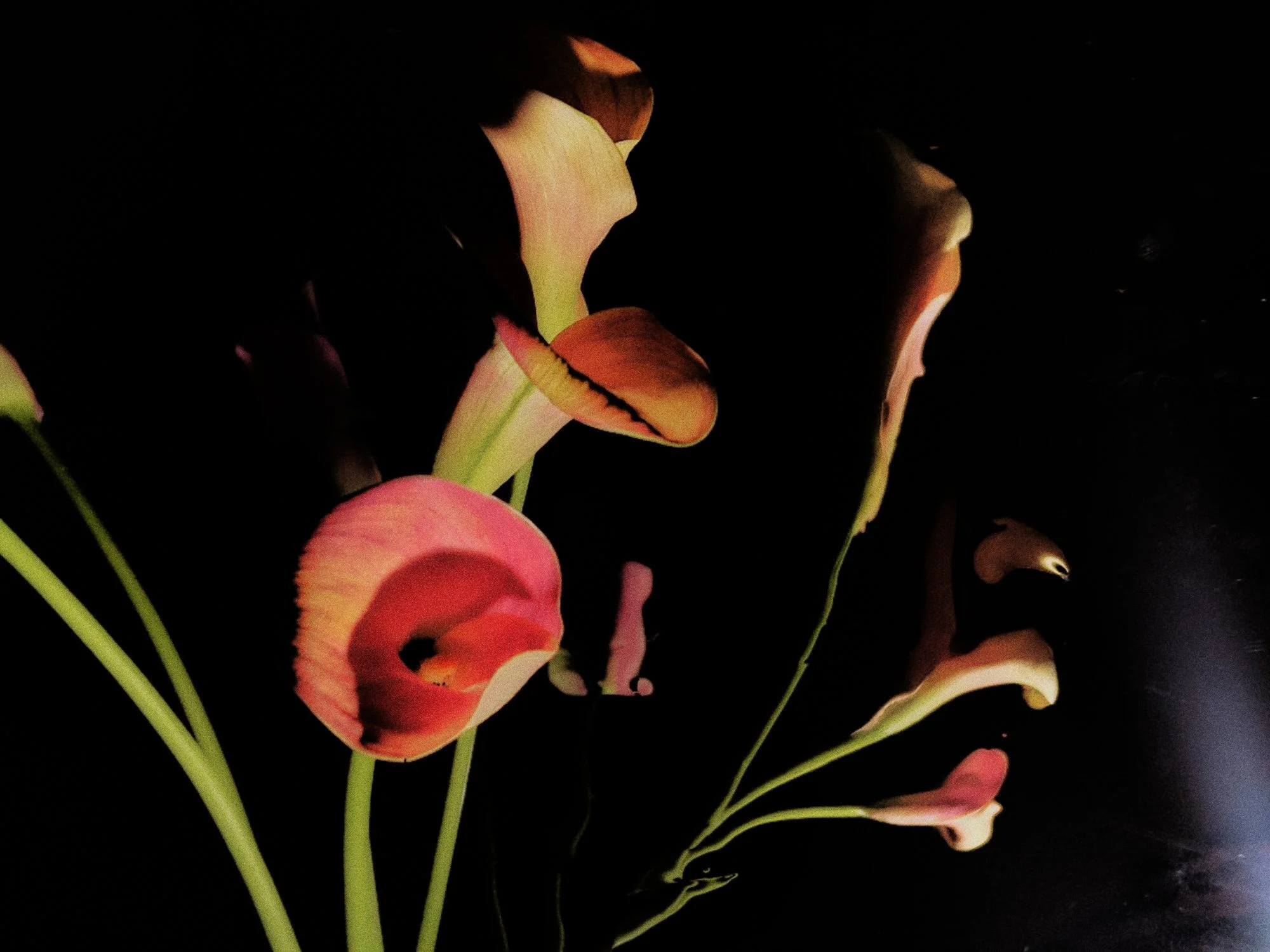 flowerreflections 5.jpg