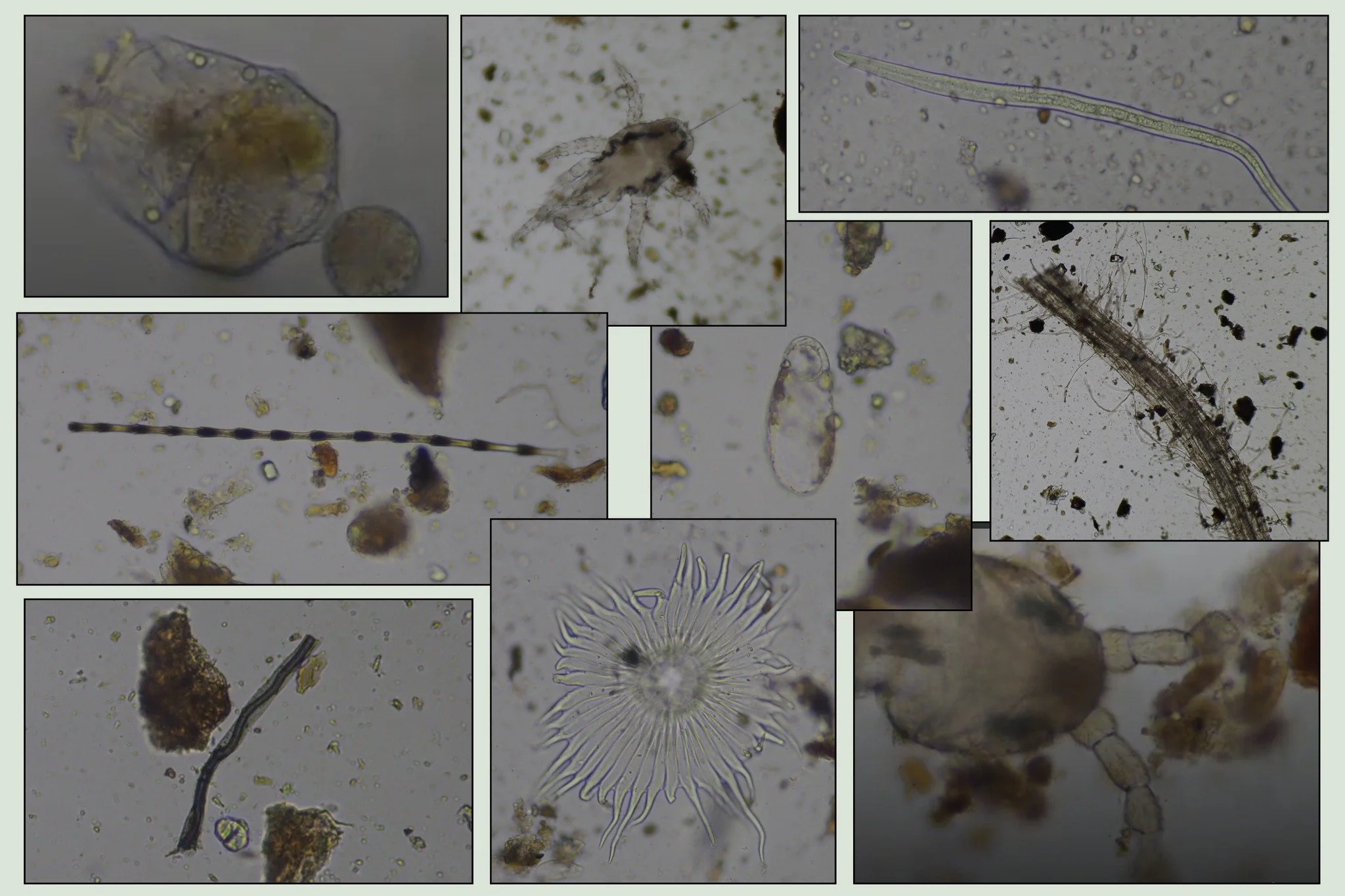 A Soil Food Web Primer