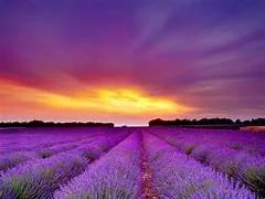 Farm Shop Norte Lavendar Distillation and Tasting