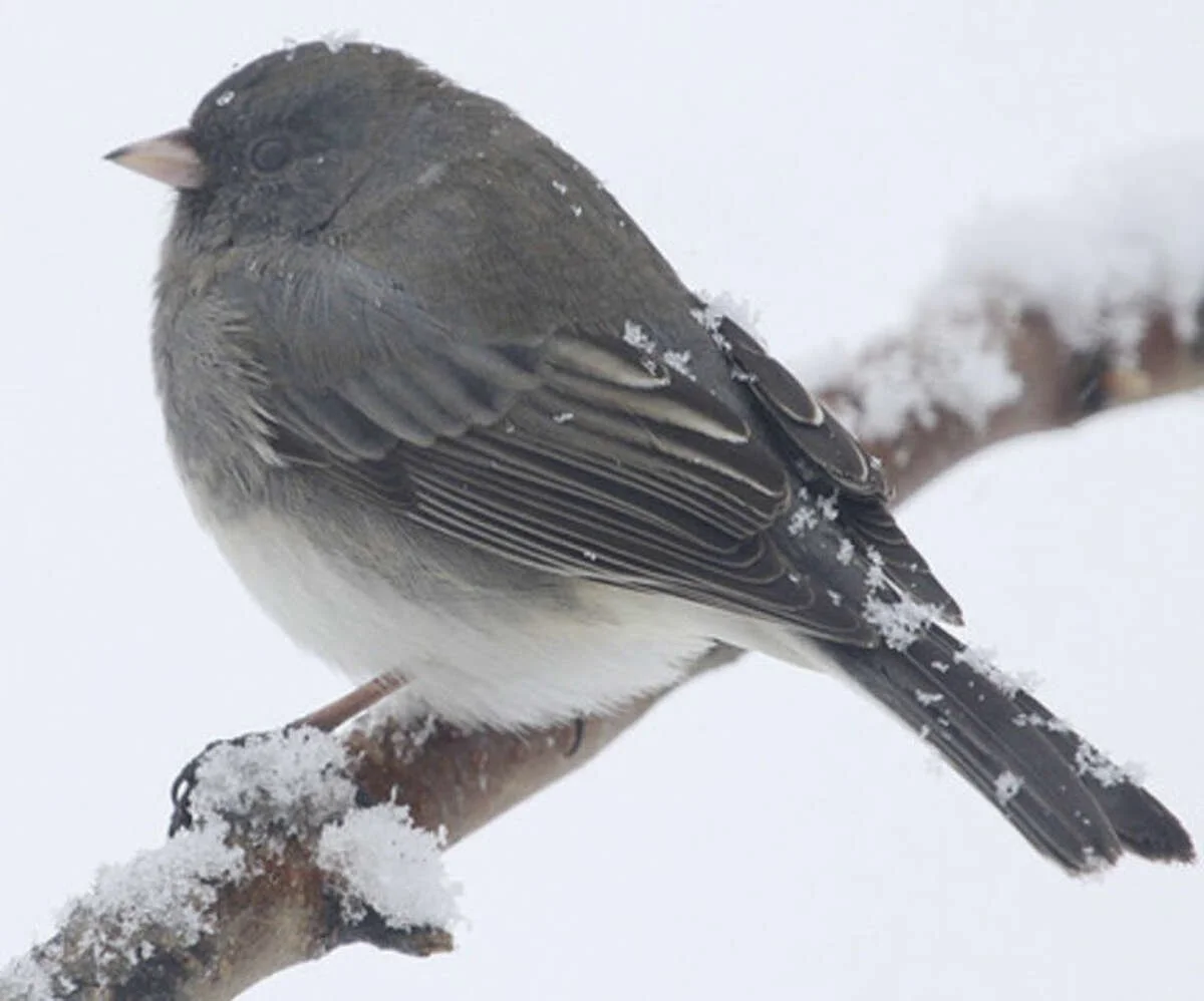 February Is For The Birds 
