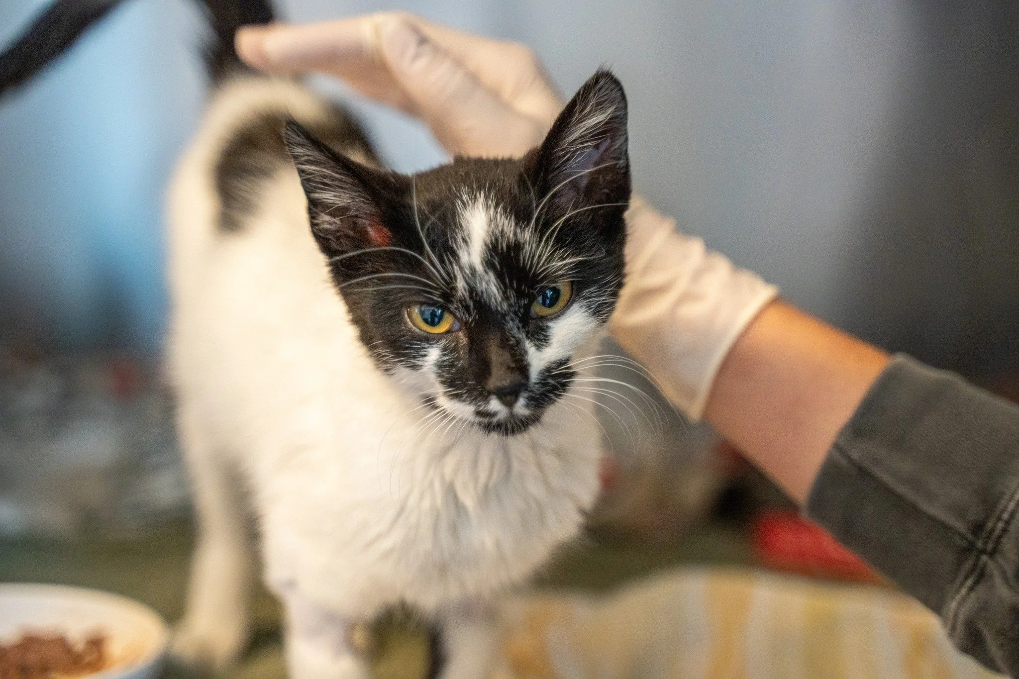 Low Cost Vaccines for Dogs and Cats 