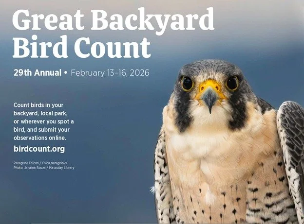 Winter Bird Walk - Great Backyard Bird Count 