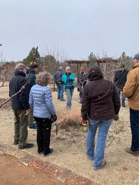 Fruit Tree Pruning 
