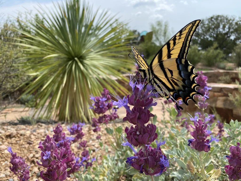 New Mexico Insects with Dr. David Lightfoot 