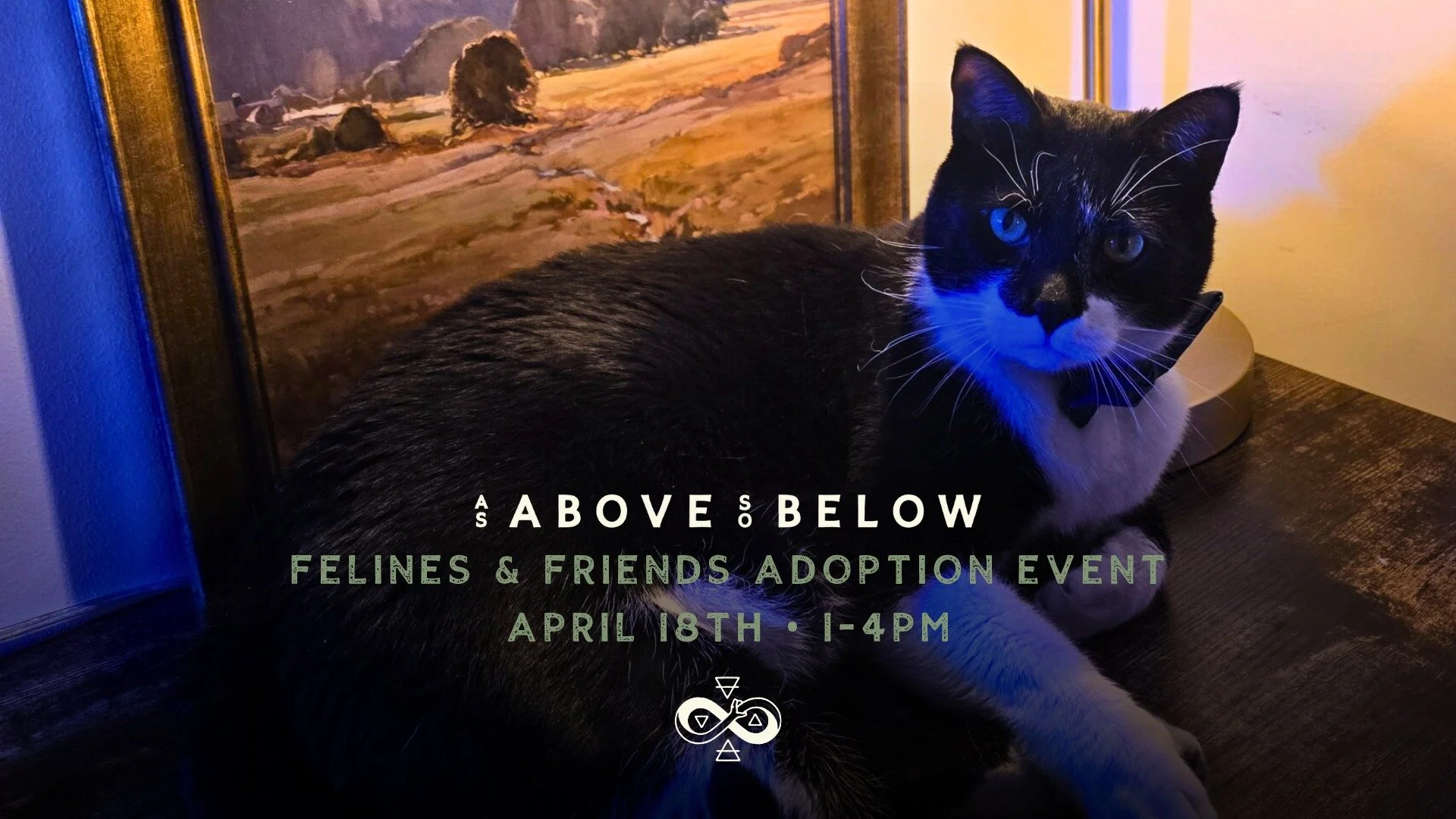 Felines & Friends Adoptions 