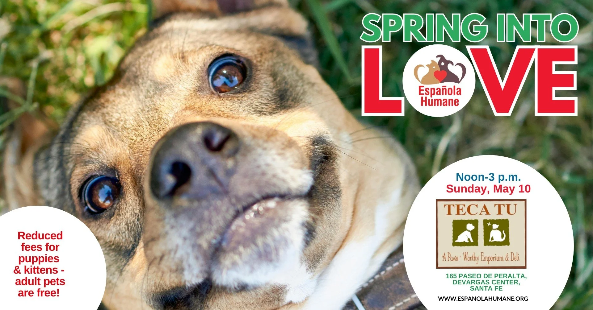 Spring Inot Love with Adoption 