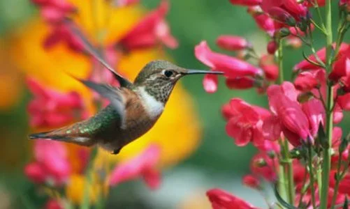 Community Day at Santa Fe Botanical Garden