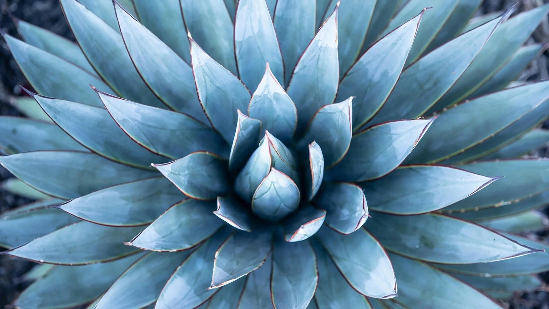 Patterns In the Garden