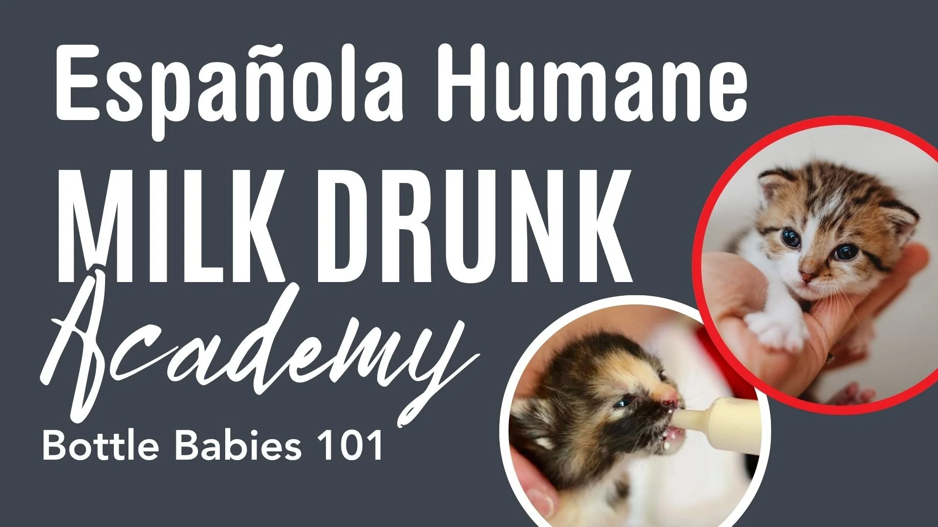 New Kitten Foster Class 