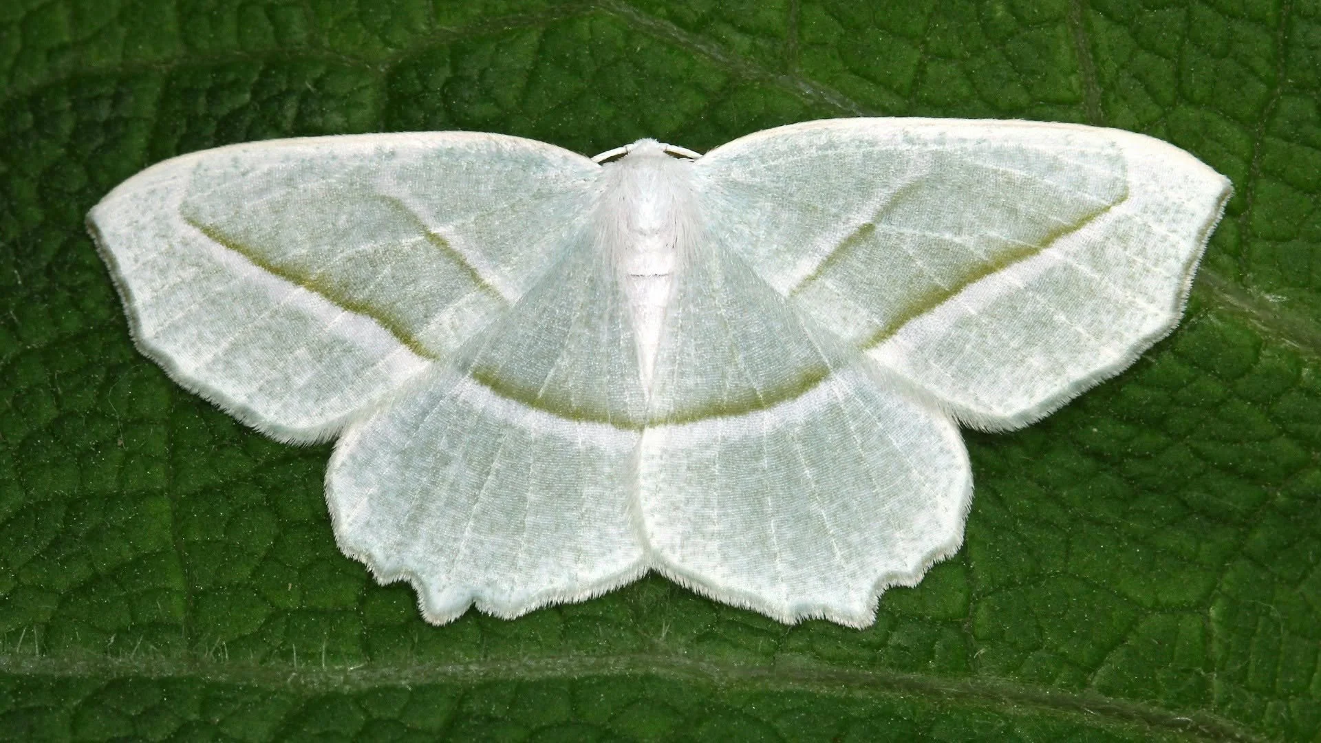 Nighttime Mothing 