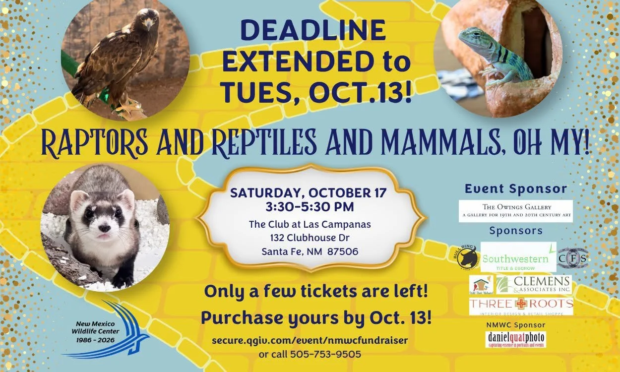 Raptors & Reptiles 
