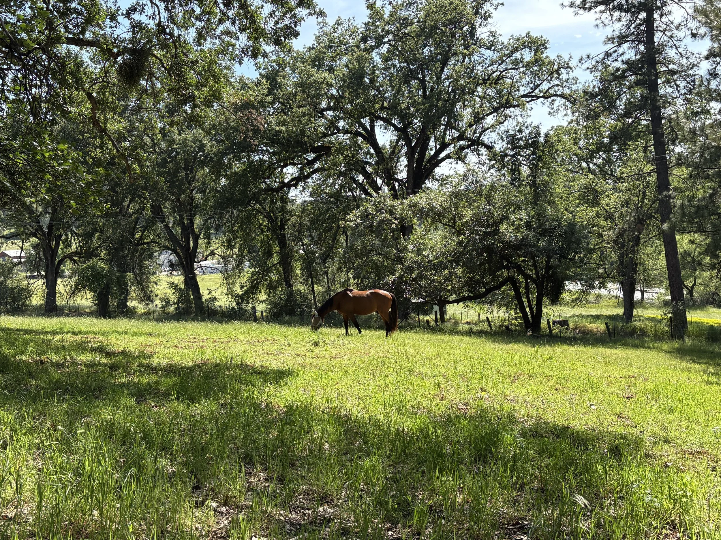 IMG_1316.jpeg