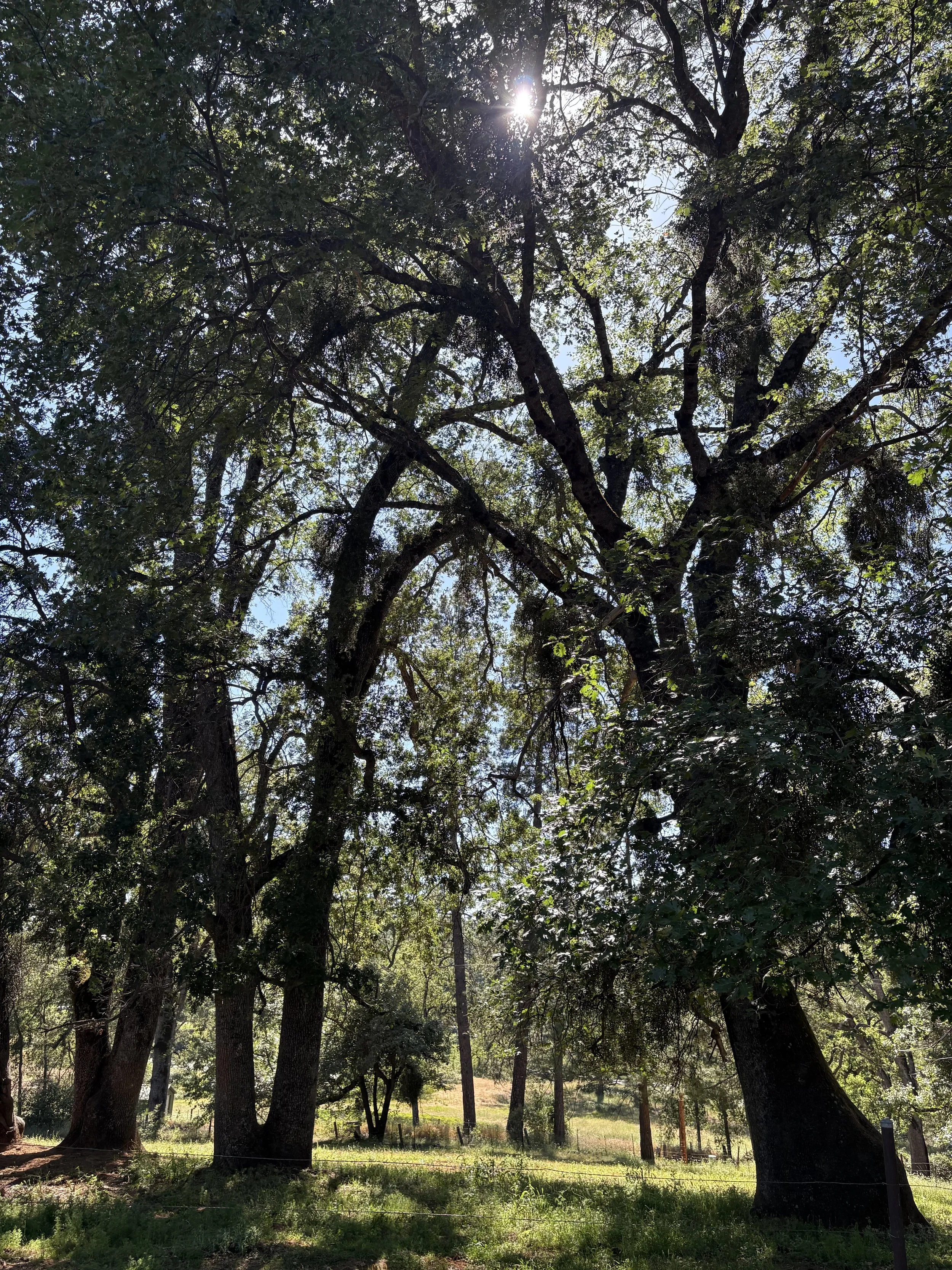 IMG_1929.jpeg