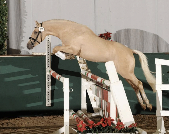 Screen Shot 2025-01-04 at 6.09.24 AM.png