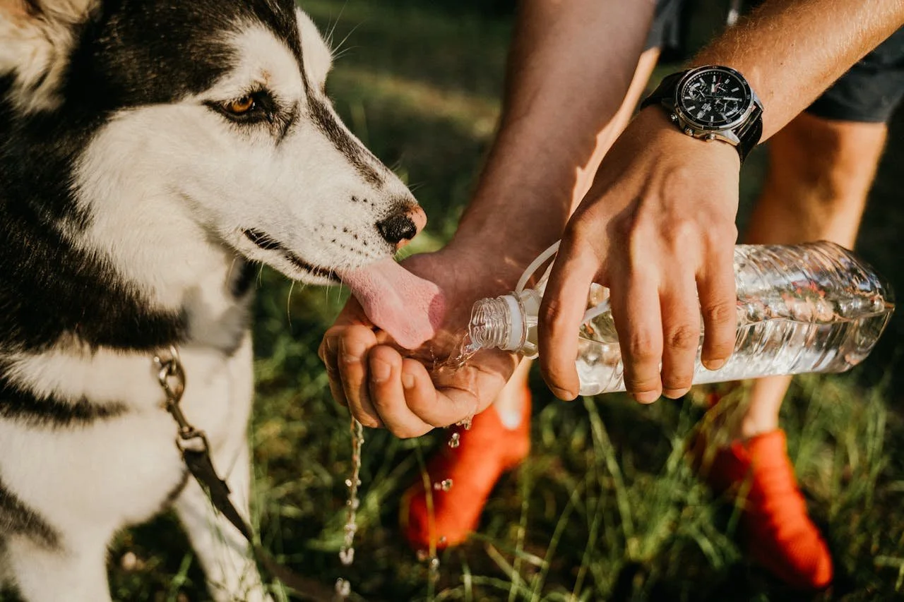 Dog Hydration 101: What Owners Need to Know