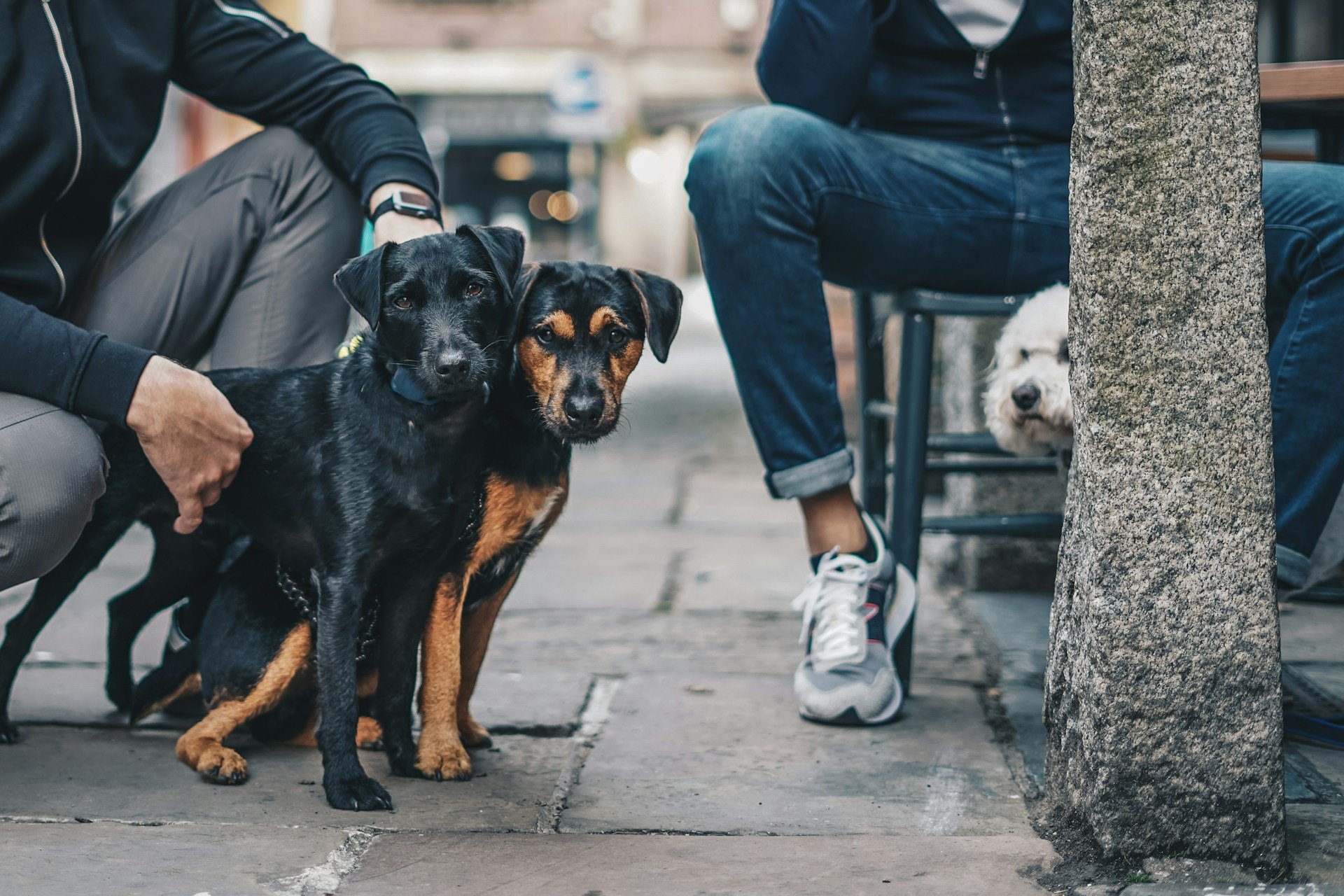 Why City Dogs Need More Than an Hour Walk a Day