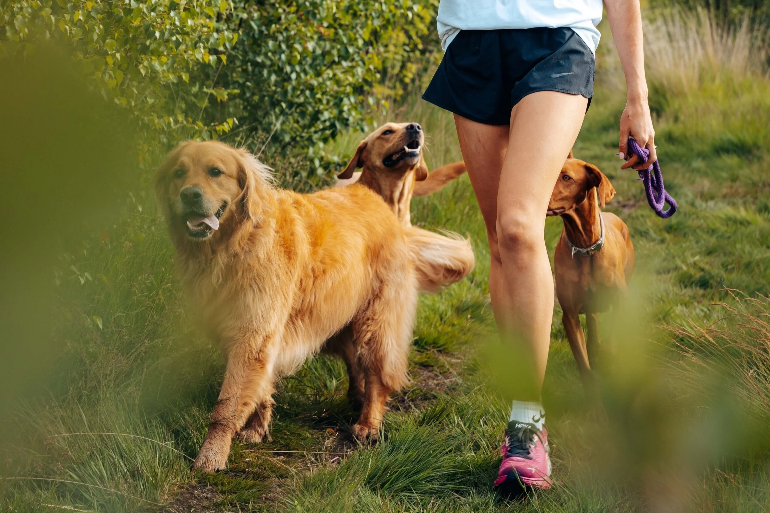 How Nature Walks Reduce Stress in Dogs