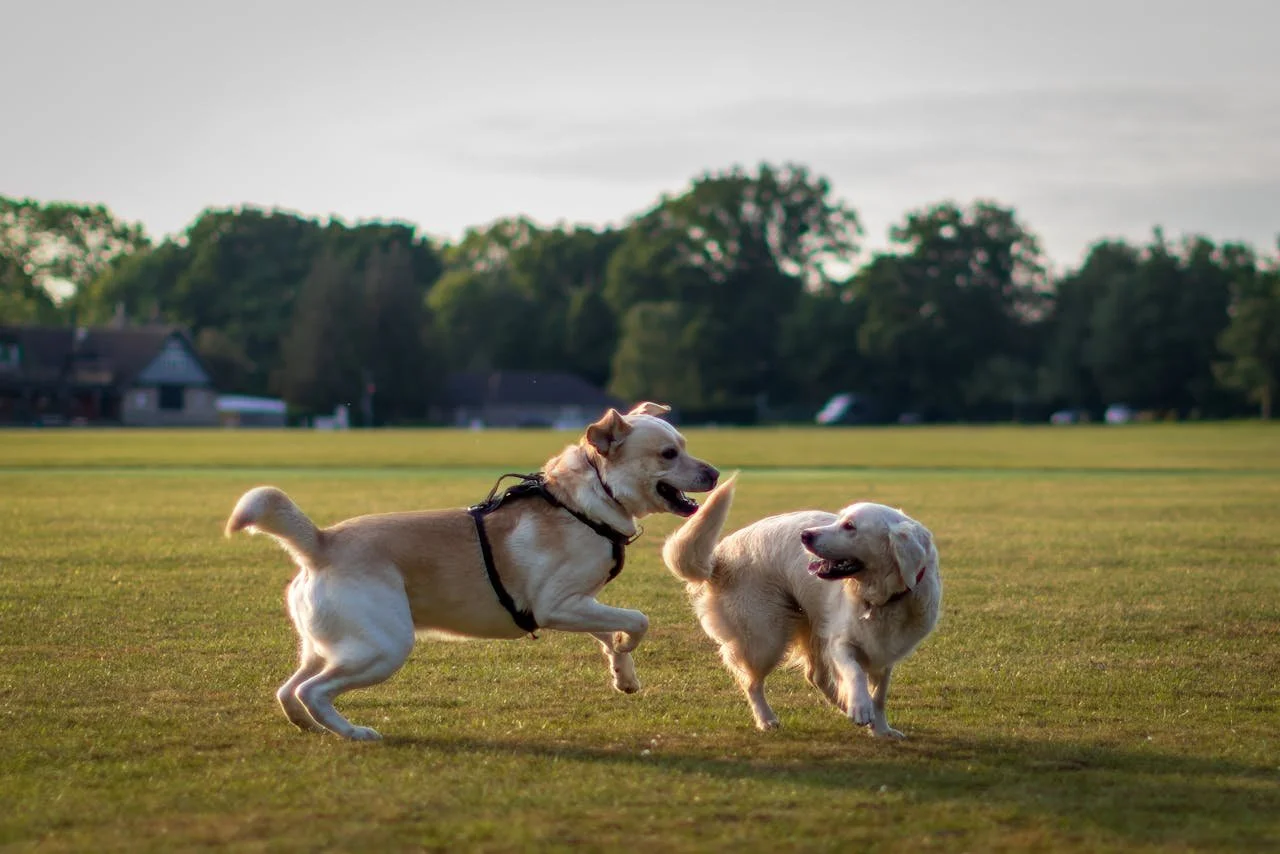 Why Small Group Ratios Matter: The Safety Behind Our Pack Walks