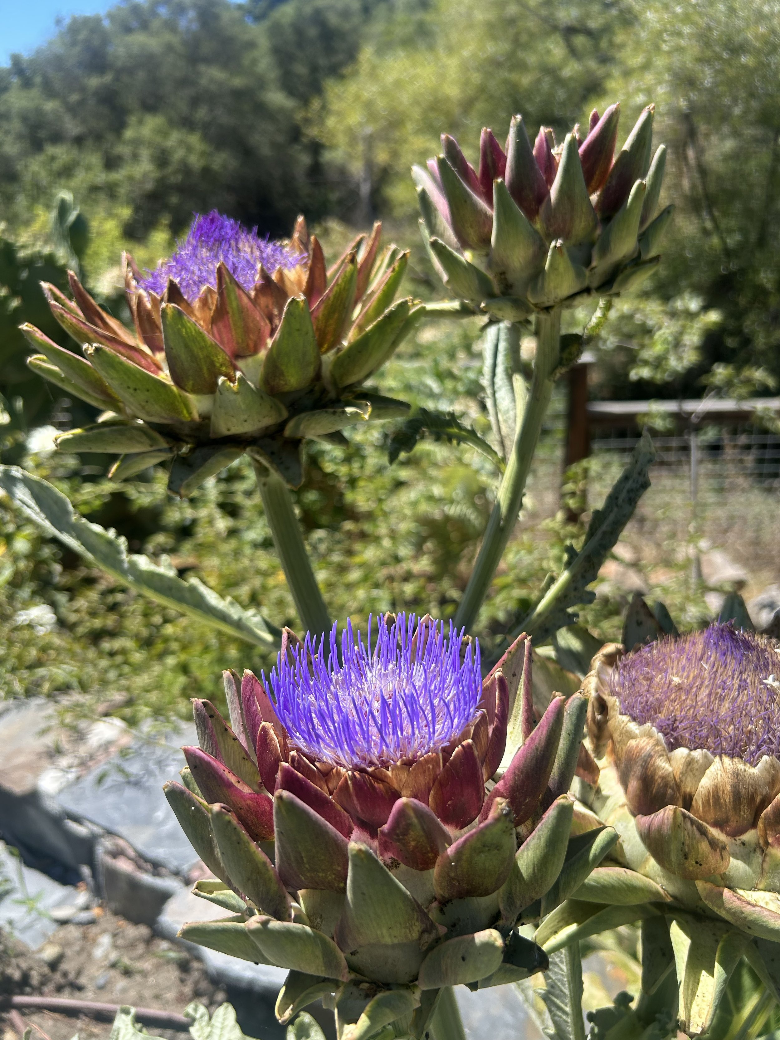 artichokes-mora.jpg