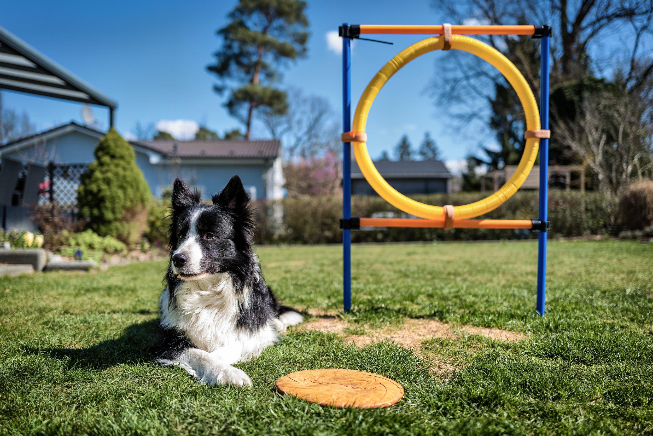 Dog playing with a hoop ring toy in a pet-friendly backyard in Bear Delaware