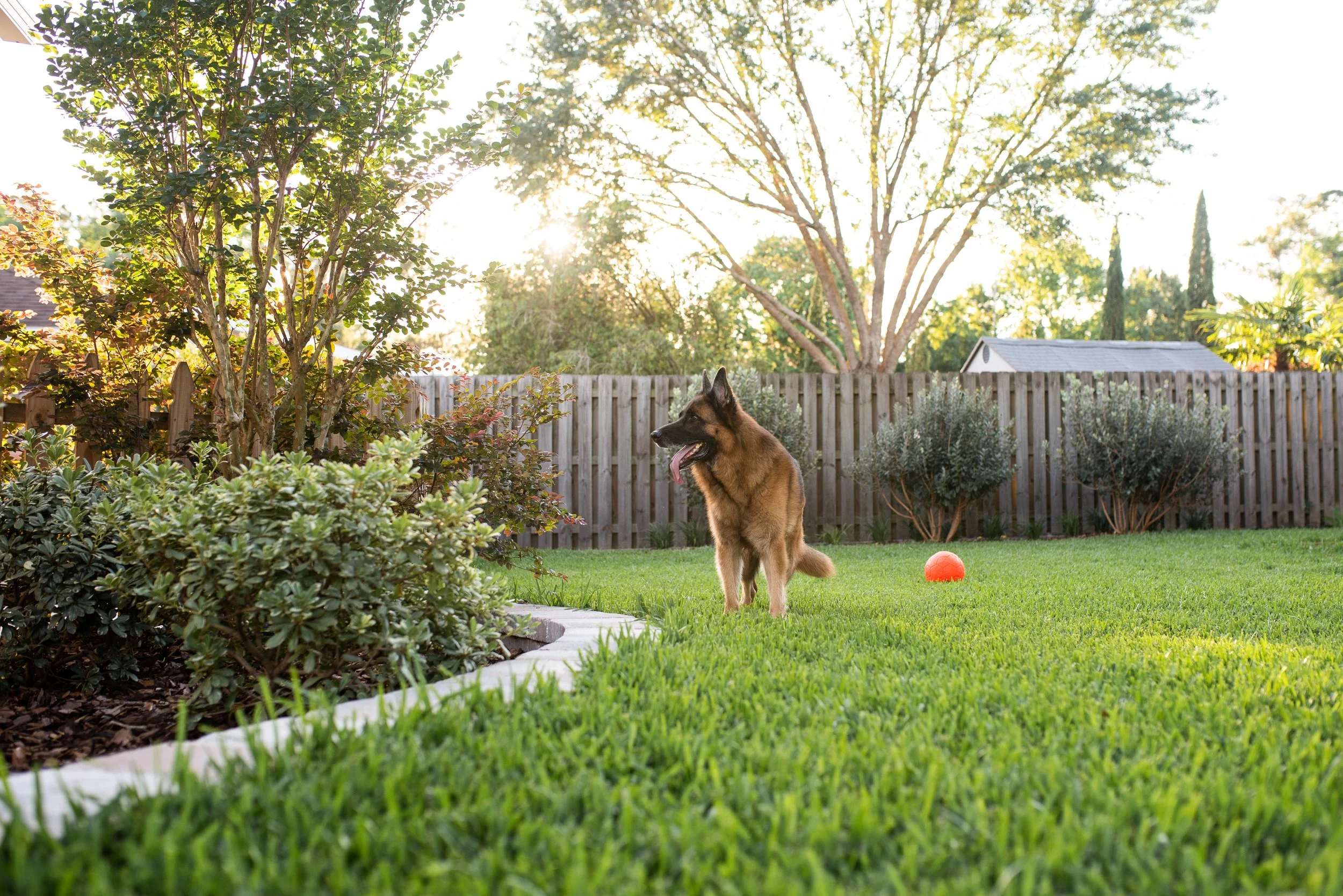 Dog in a secure fenced backyard with Belgard paver edging defining landscape areas in Bear Delaware