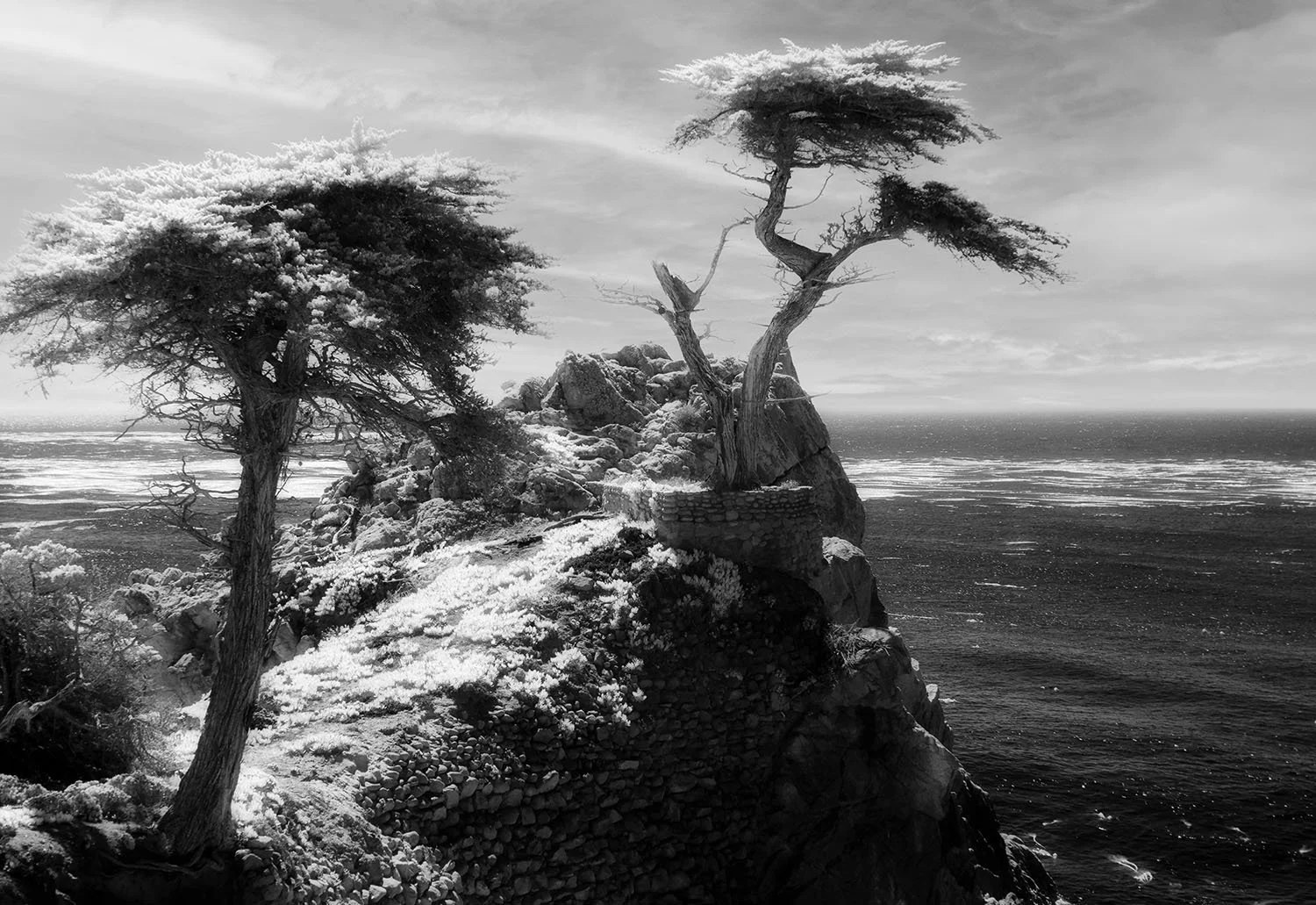 Lone Cypress
