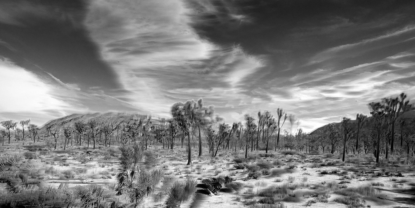 Joshua Tree ICM