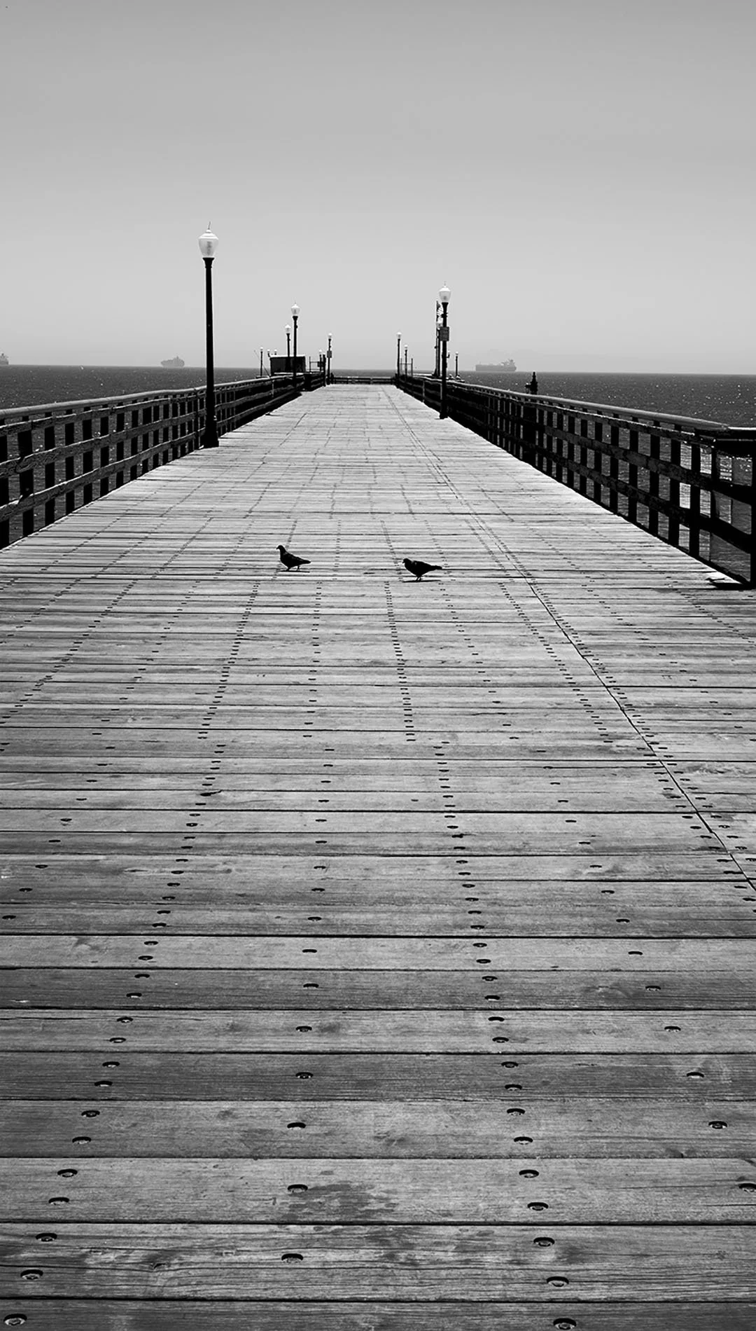 Pier Pidgeons