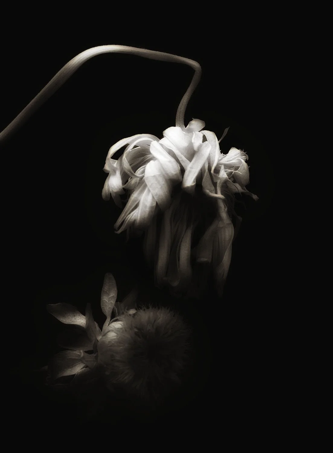 Dead botanical